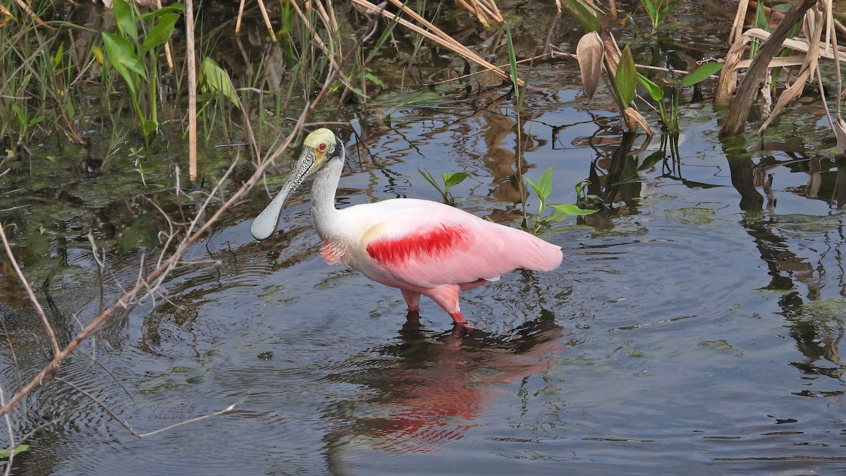 Roseate Spoonbill - ML637975251