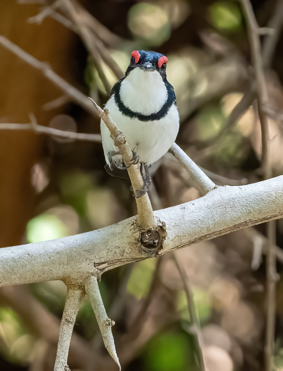 Black-throated Wattle-eye - ML637975261