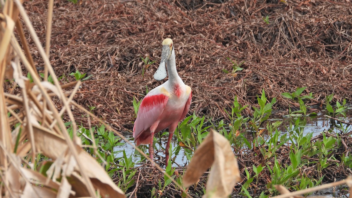 Roseate Spoonbill - ML637975262