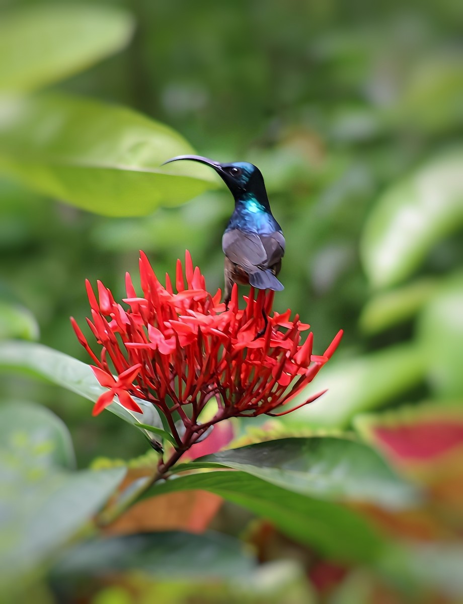 Loten's Sunbird - ML637975264