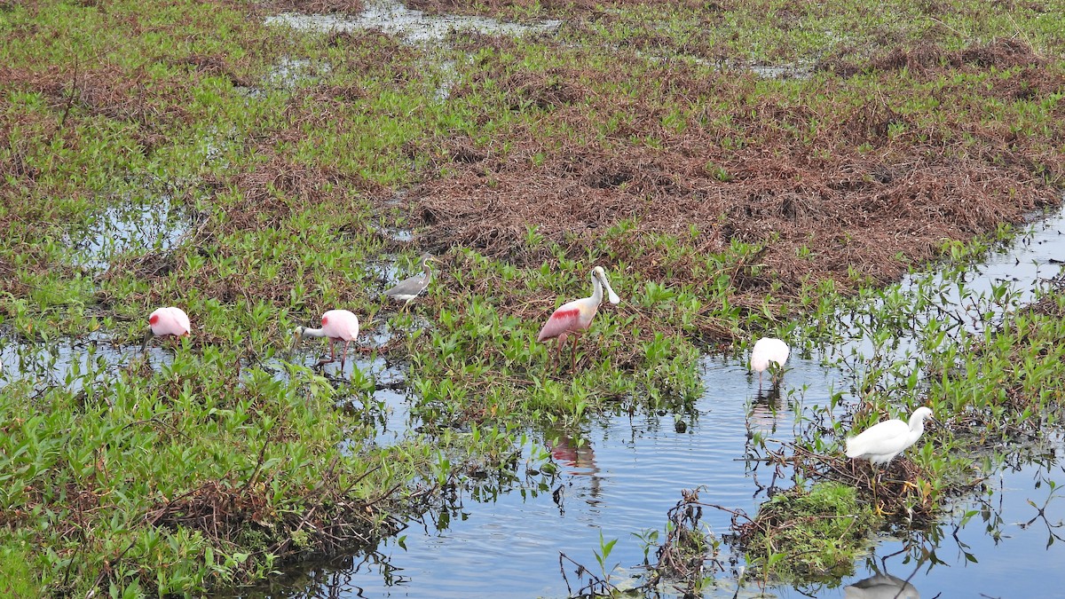 Roseate Spoonbill - ML637975266