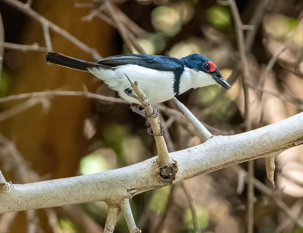 Black-throated Wattle-eye - ML637975269