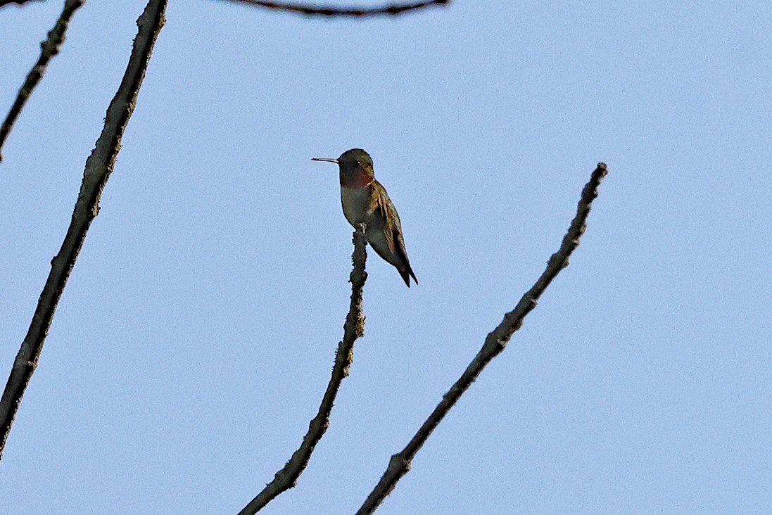 Ruby-throated Hummingbird - ML637975271