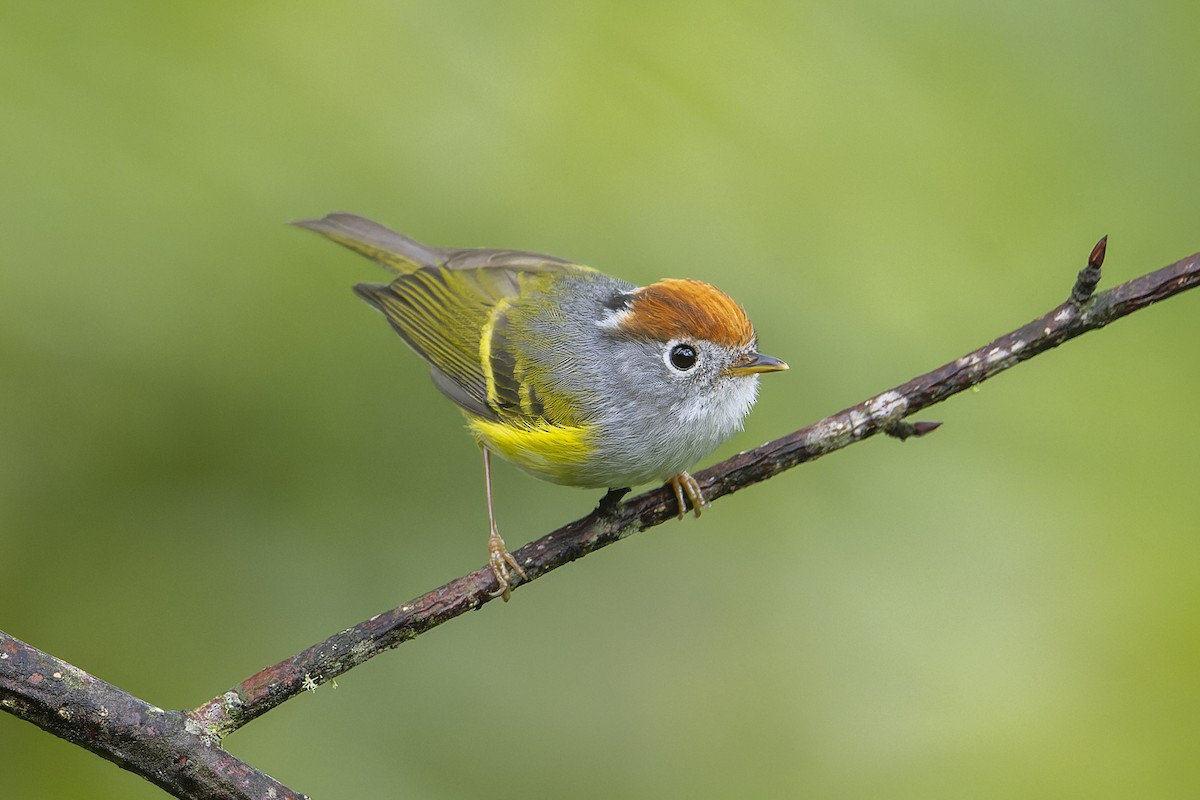 Chestnut-crowned Warbler - ML637975279
