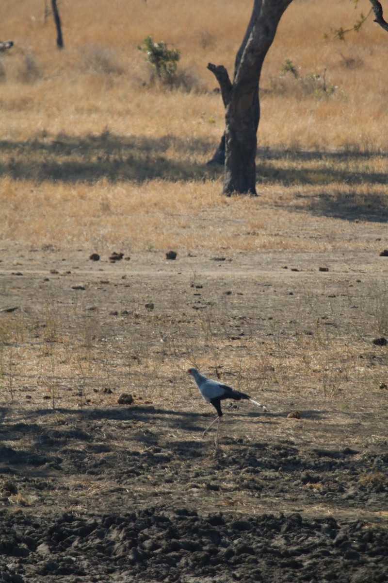 Secretarybird - ML637975280