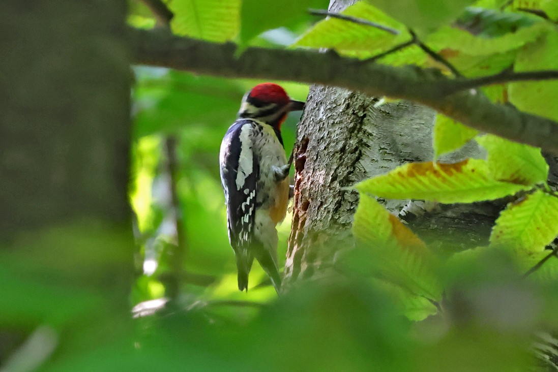 Yellow-bellied Sapsucker - ML637975281