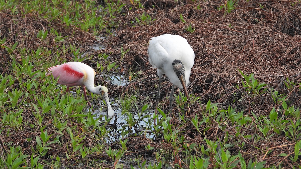 Roseate Spoonbill - ML637975297