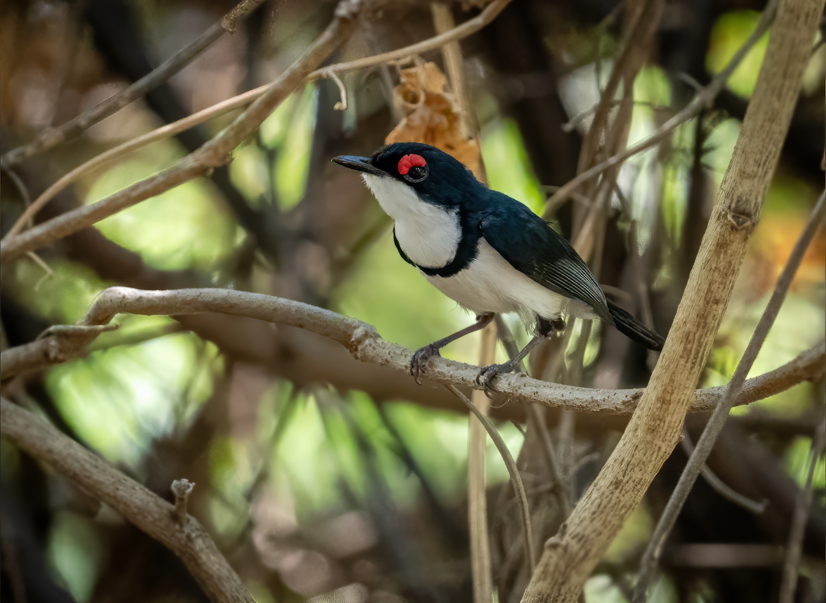 Black-throated Wattle-eye - ML637975298