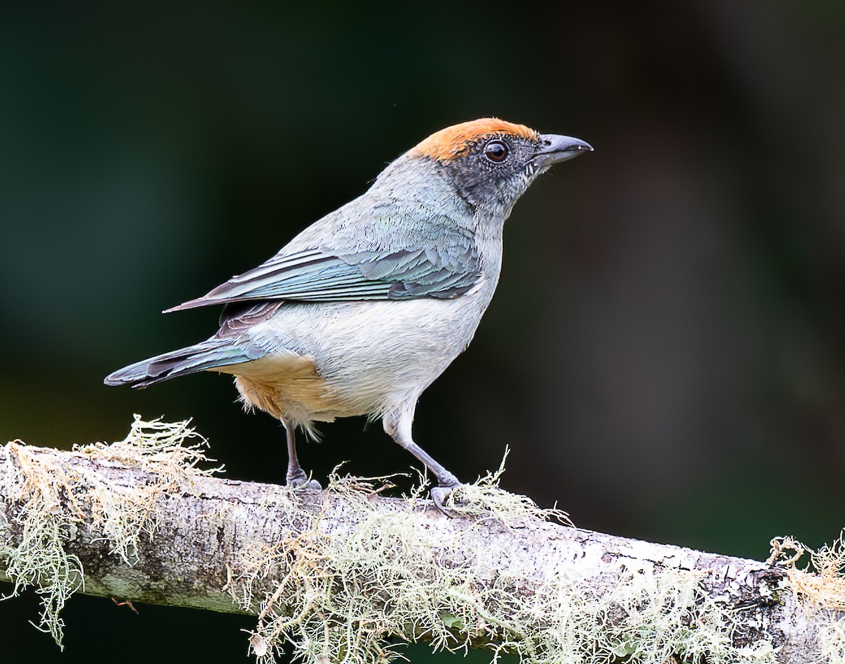 Scrub Tanager - ML637975303