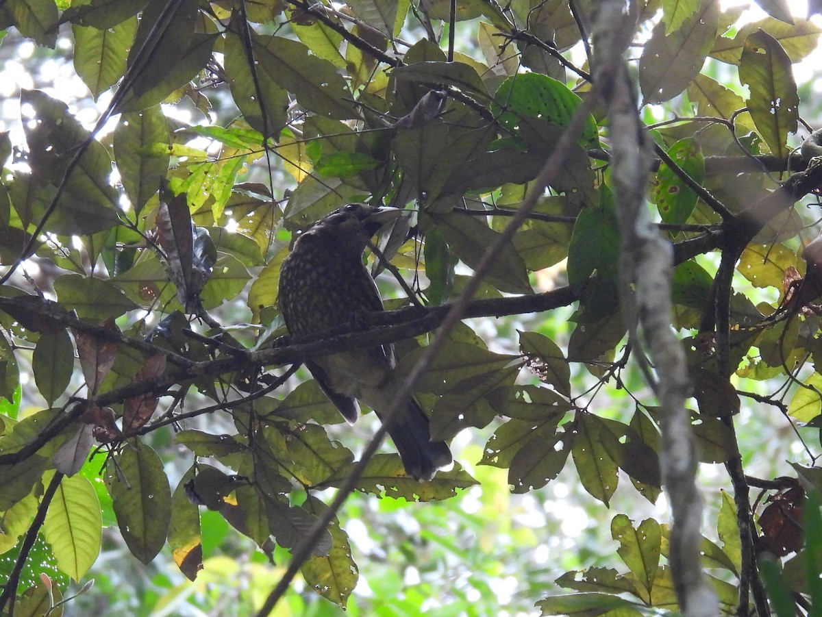 Spotted Catbird - ML637975305