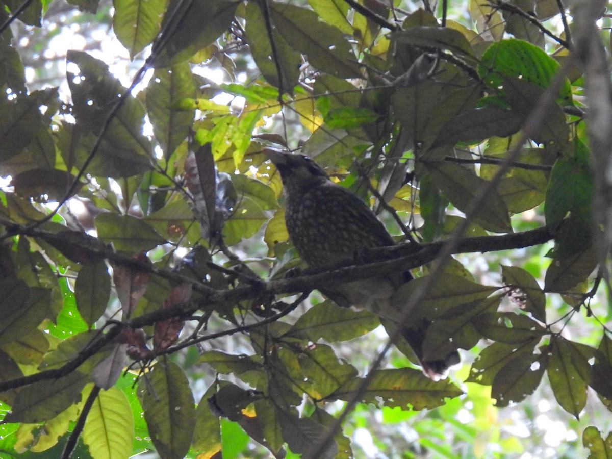 Spotted Catbird - ML637975306
