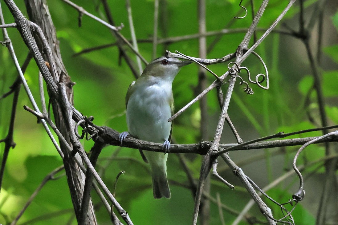 Red-eyed Vireo - ML637975307