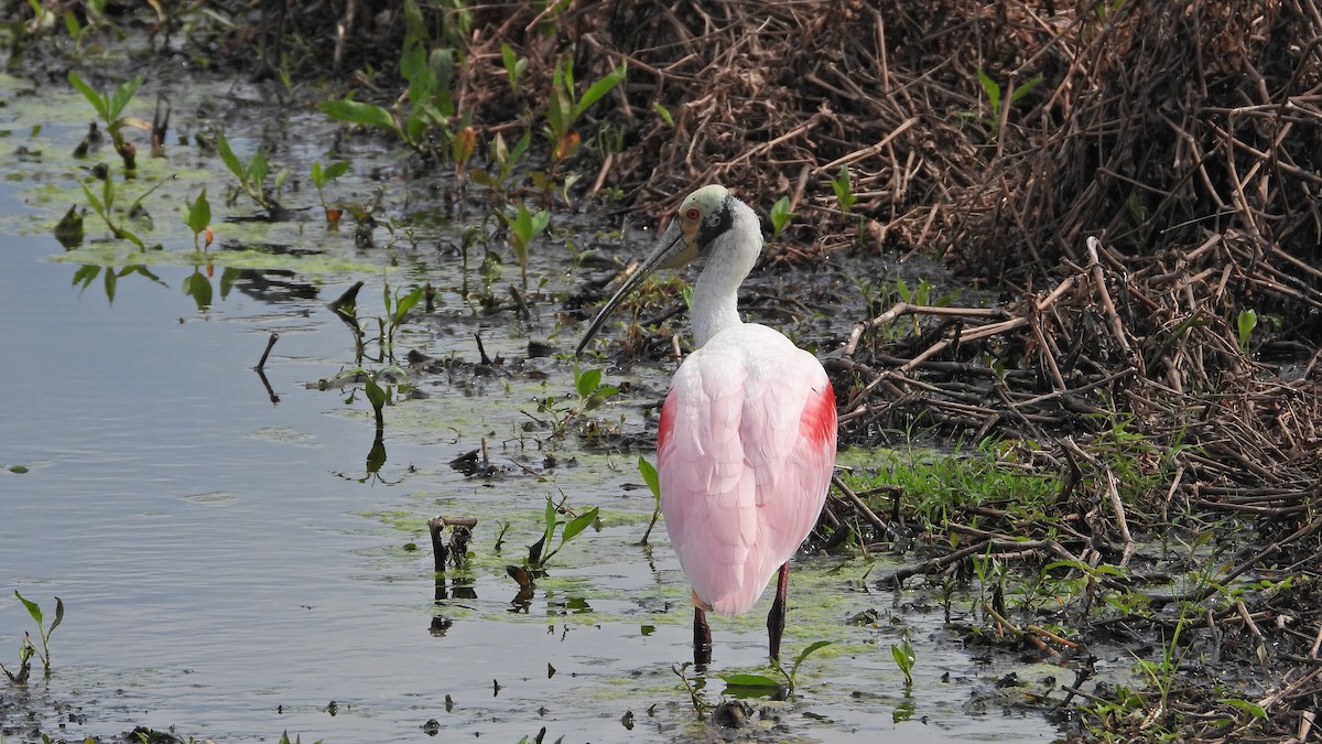 Roseate Spoonbill - ML637975322