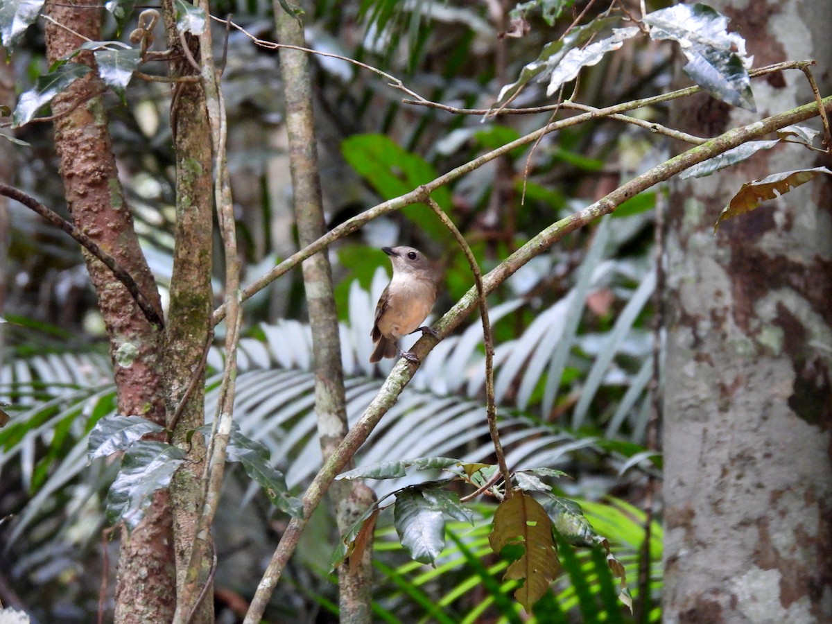 Golden Whistler (Eastern) - ML637975329