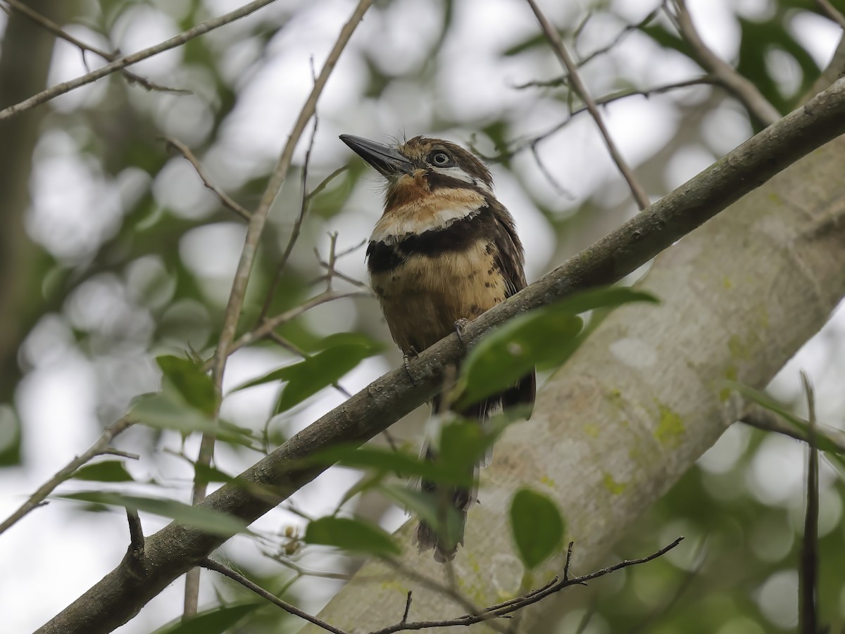 Russet-throated Puffbird - ML637975335