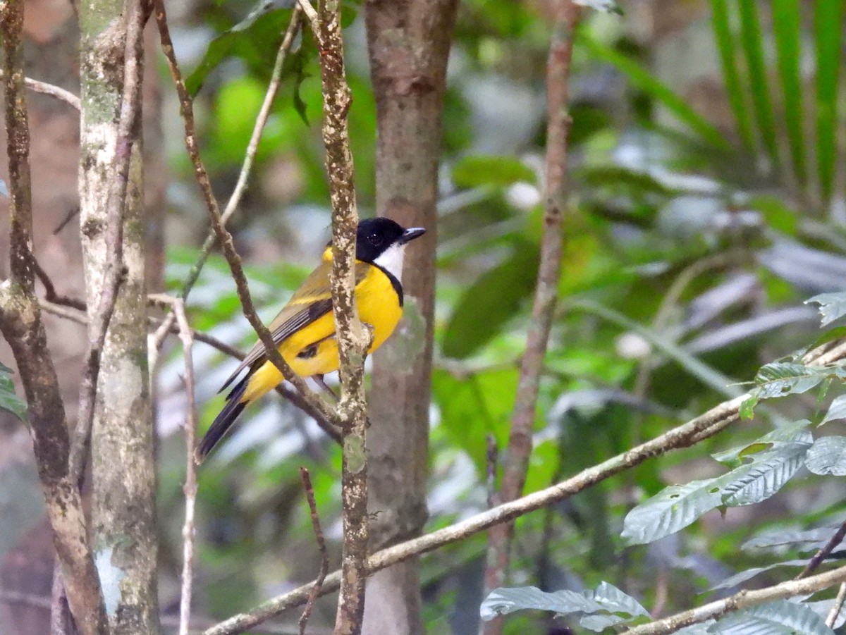 Golden Whistler (Eastern) - ML637975349