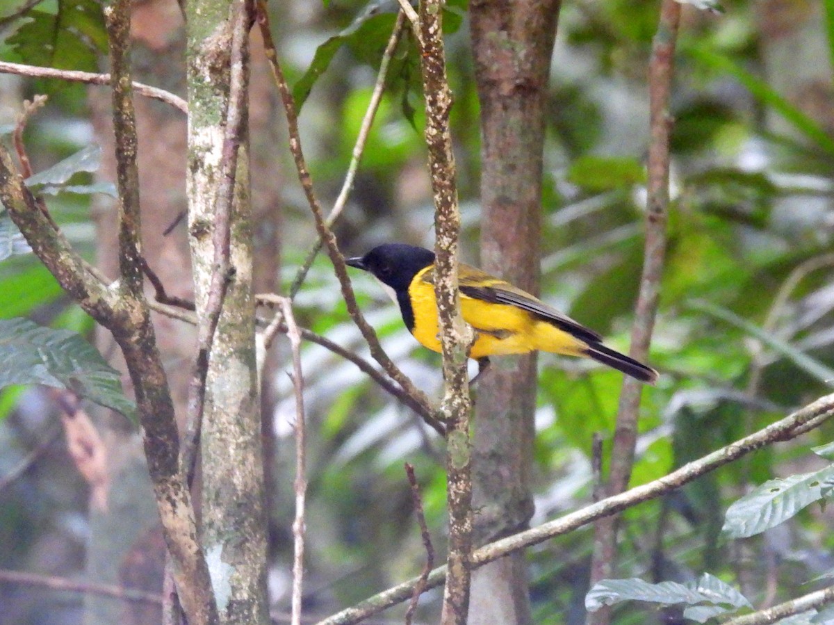Golden Whistler (Eastern) - ML637975350