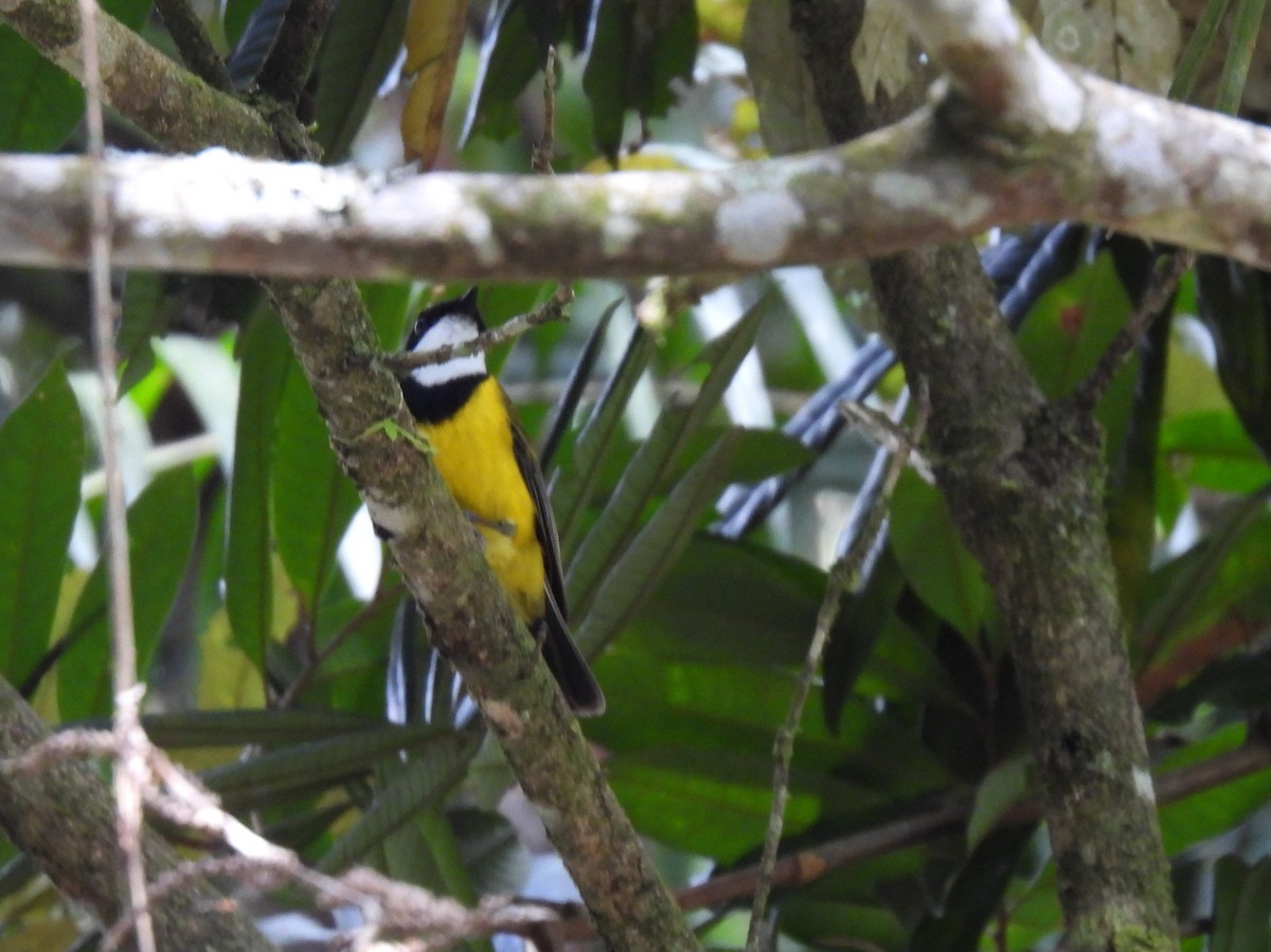 Golden Whistler (Eastern) - ML637975351