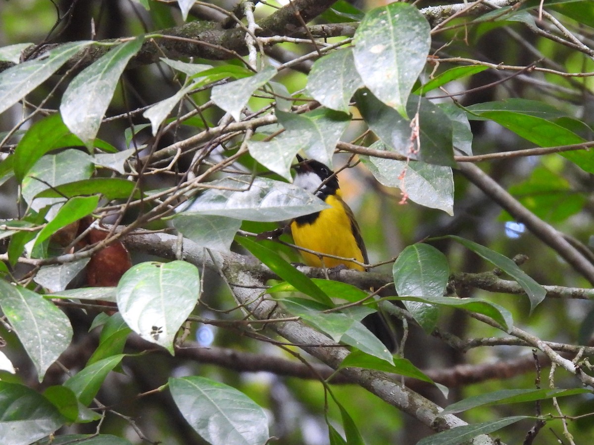Golden Whistler (Eastern) - ML637975352