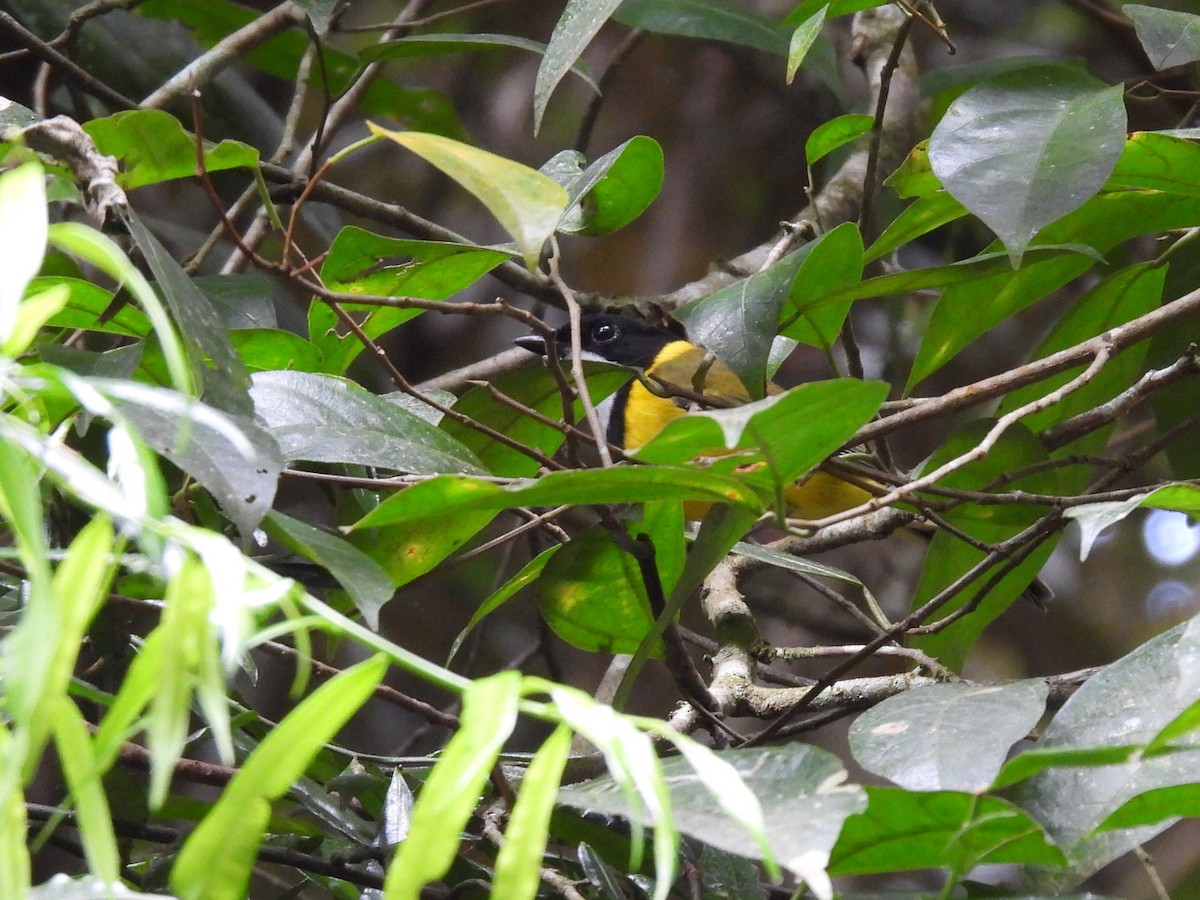 Golden Whistler (Eastern) - ML637975353