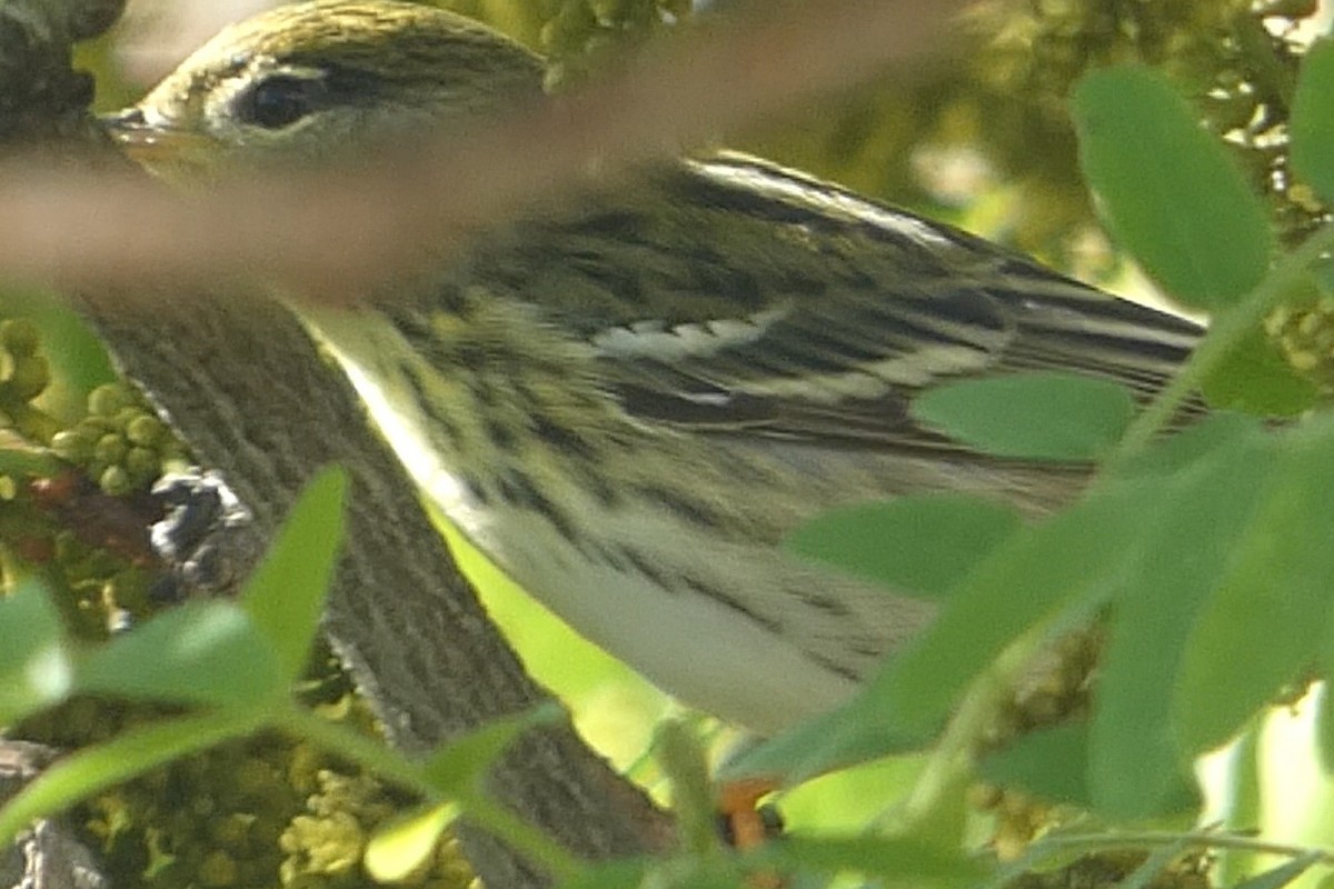 Blackpoll Warbler - ML637975363