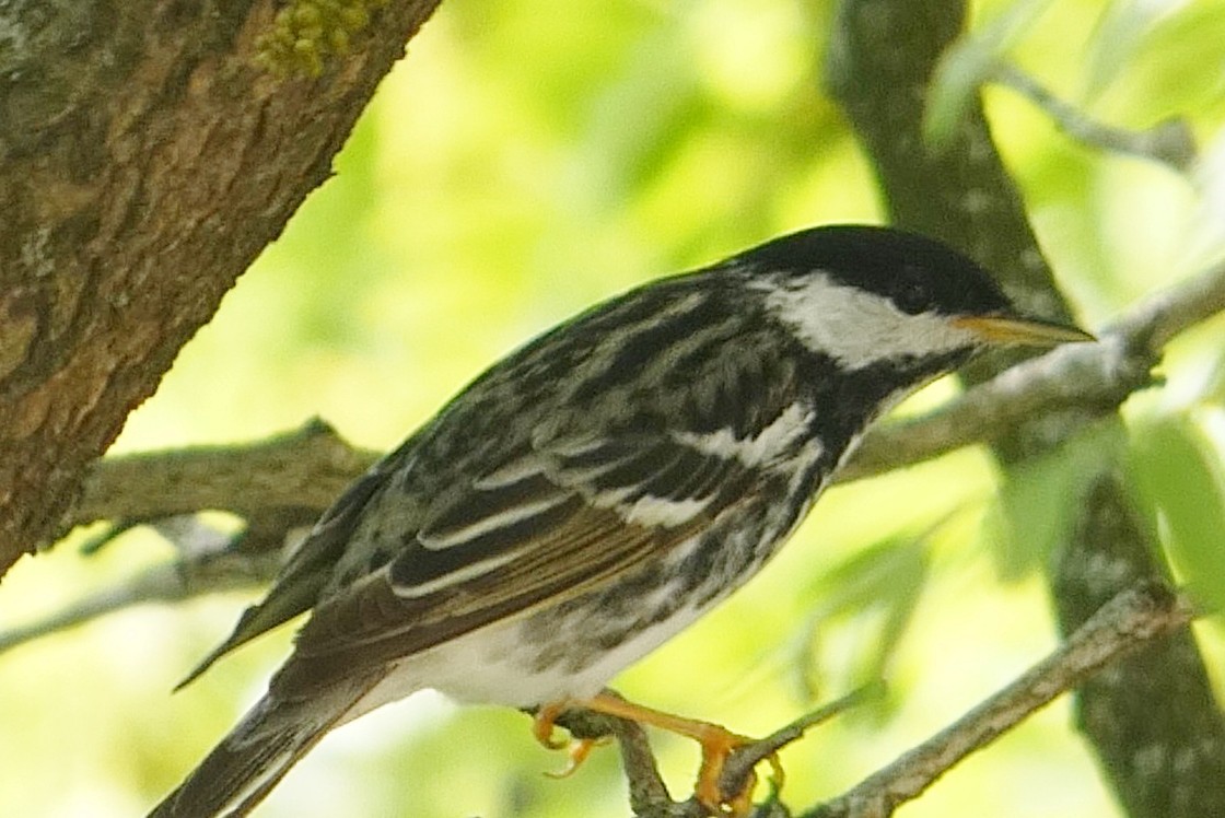 Blackpoll Warbler - ML637975364