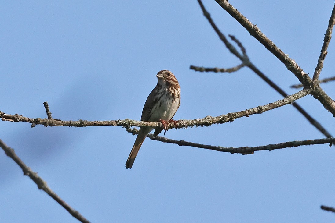 Song Sparrow - ML637975367