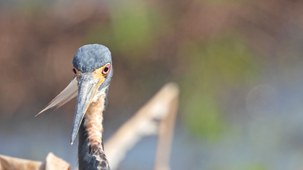 Tricolored Heron - ML637975375