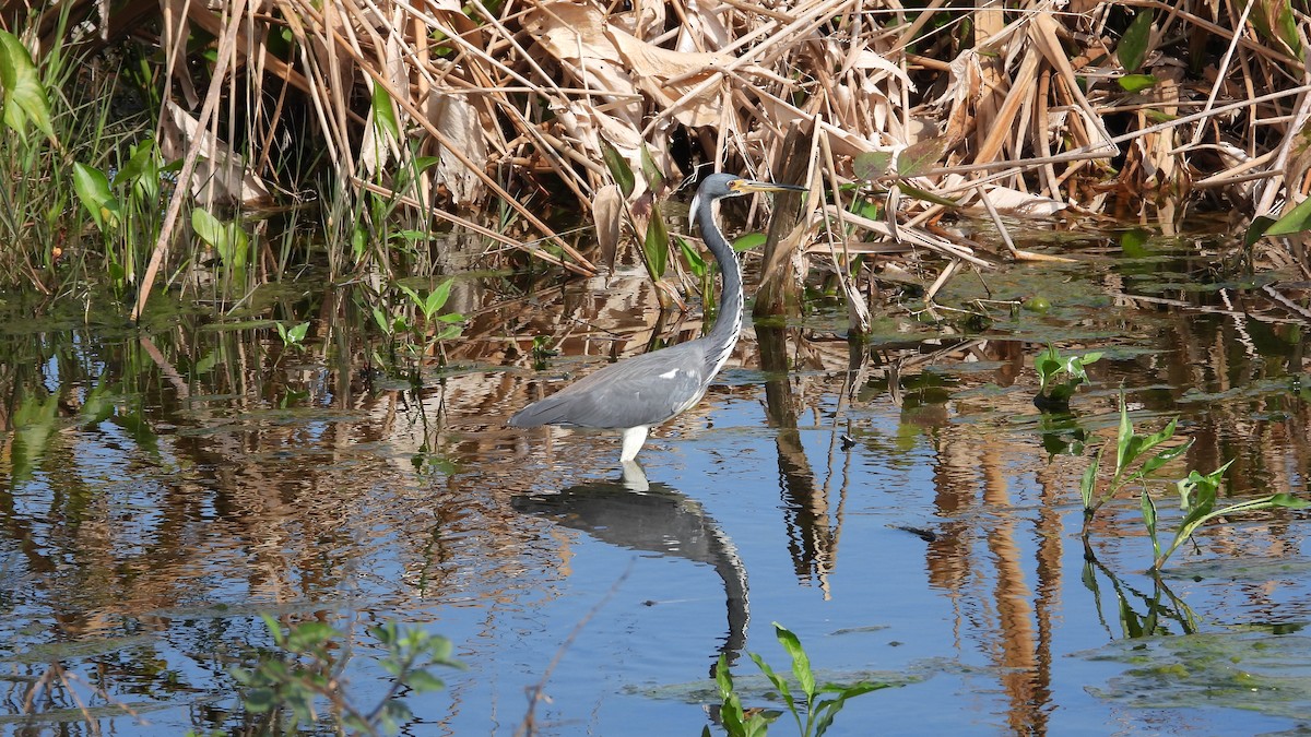 Tricolored Heron - ML637975382