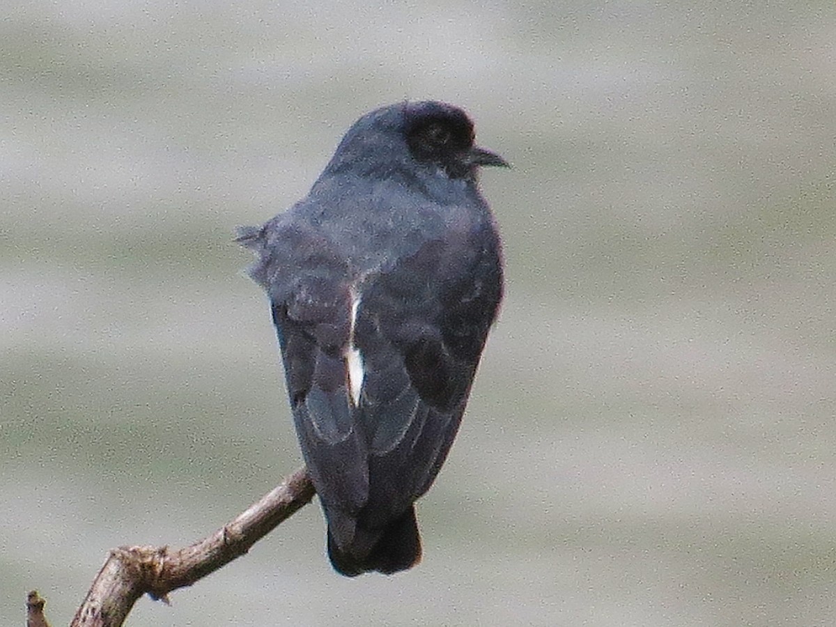 Swallow-winged Puffbird - ML637975389