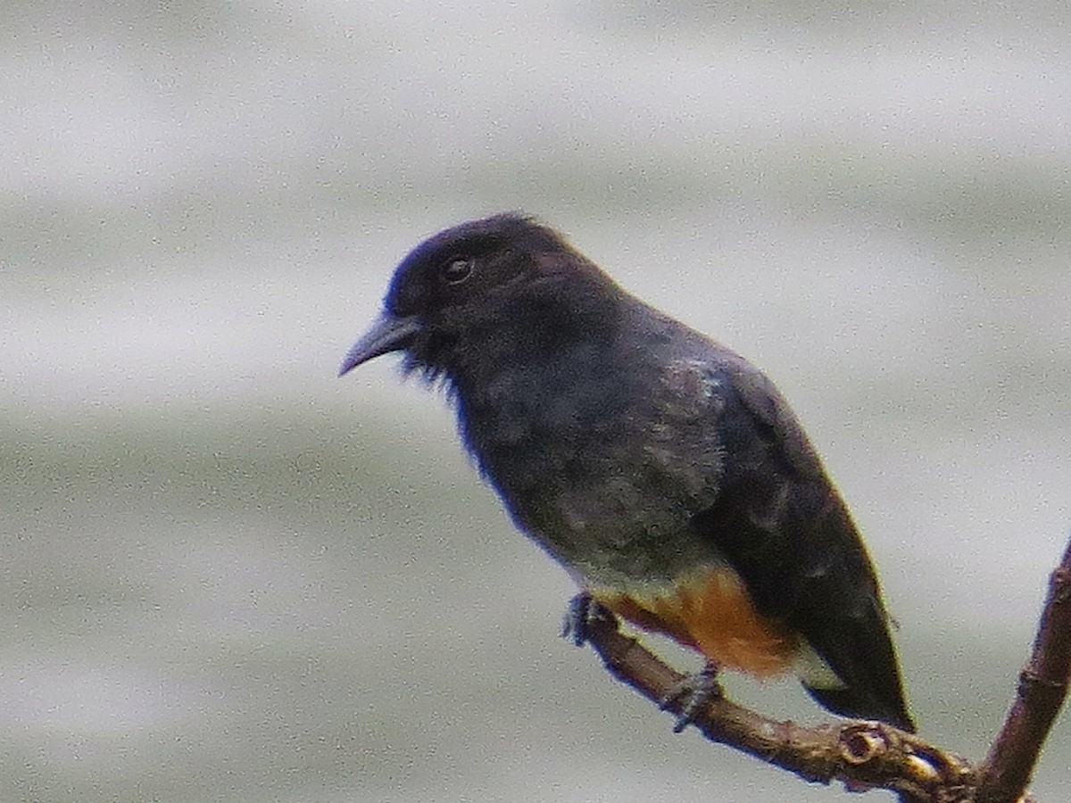 Swallow-winged Puffbird - ML637975391