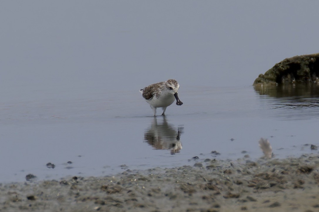 Spoon-billed Sandpiper - ML637975497
