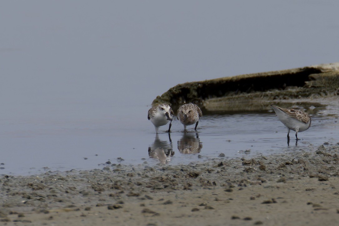 Spoon-billed Sandpiper - ML637975498