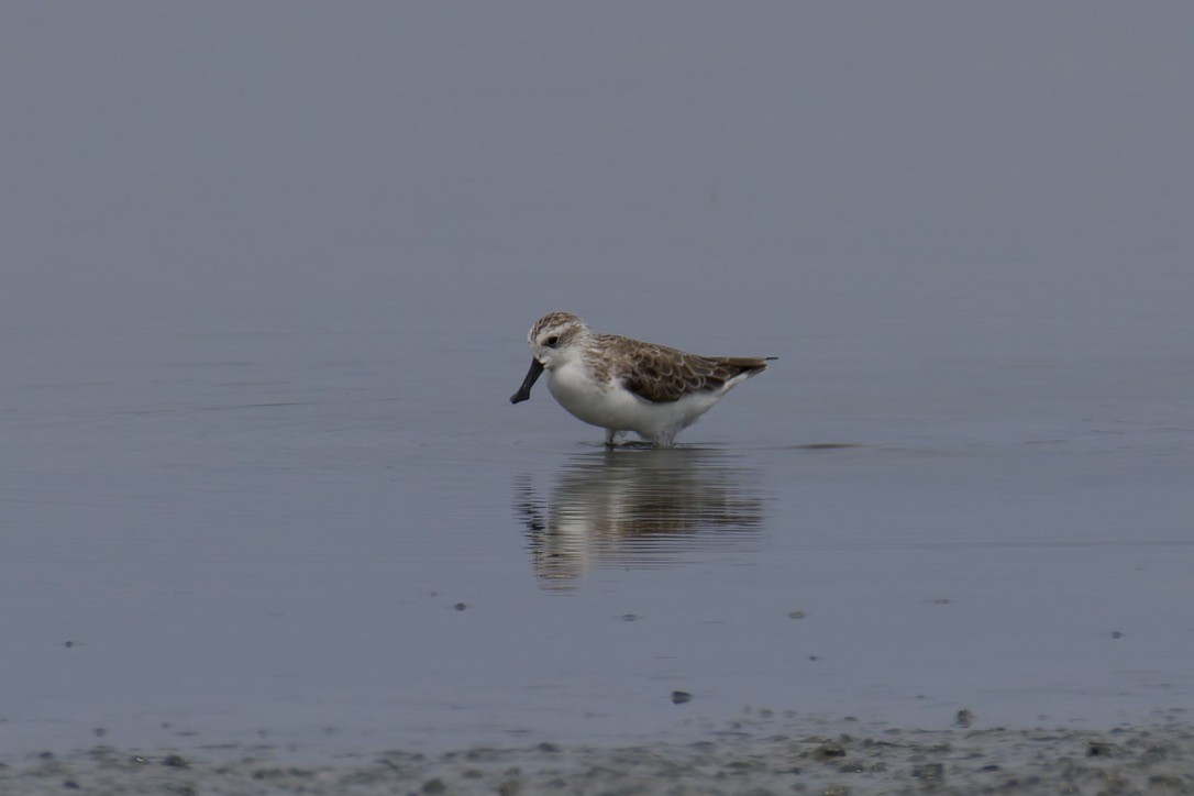 Spoon-billed Sandpiper - ML637975499