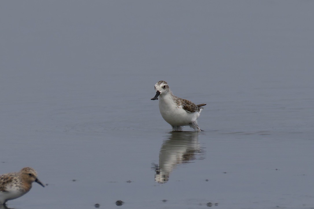 Spoon-billed Sandpiper - ML637975500