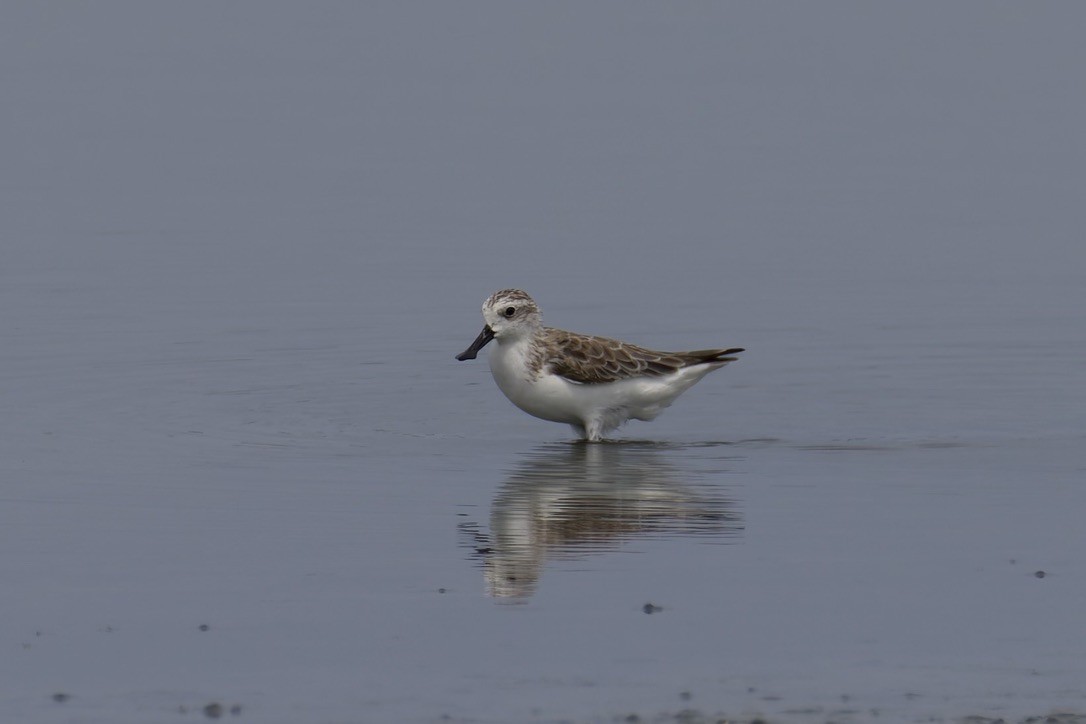Spoon-billed Sandpiper - ML637975501