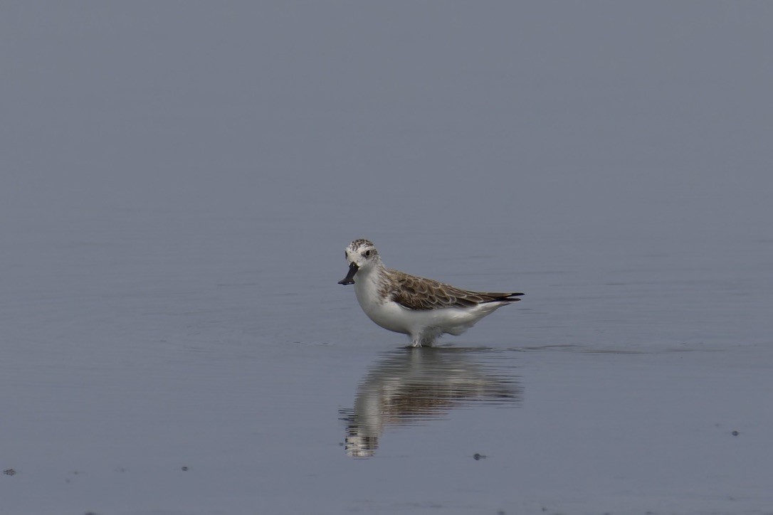 Spoon-billed Sandpiper - ML637975502