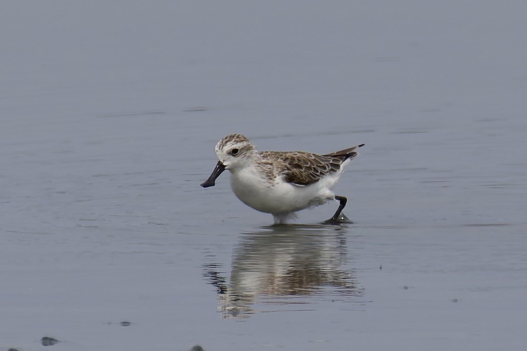 Spoon-billed Sandpiper - ML637975503