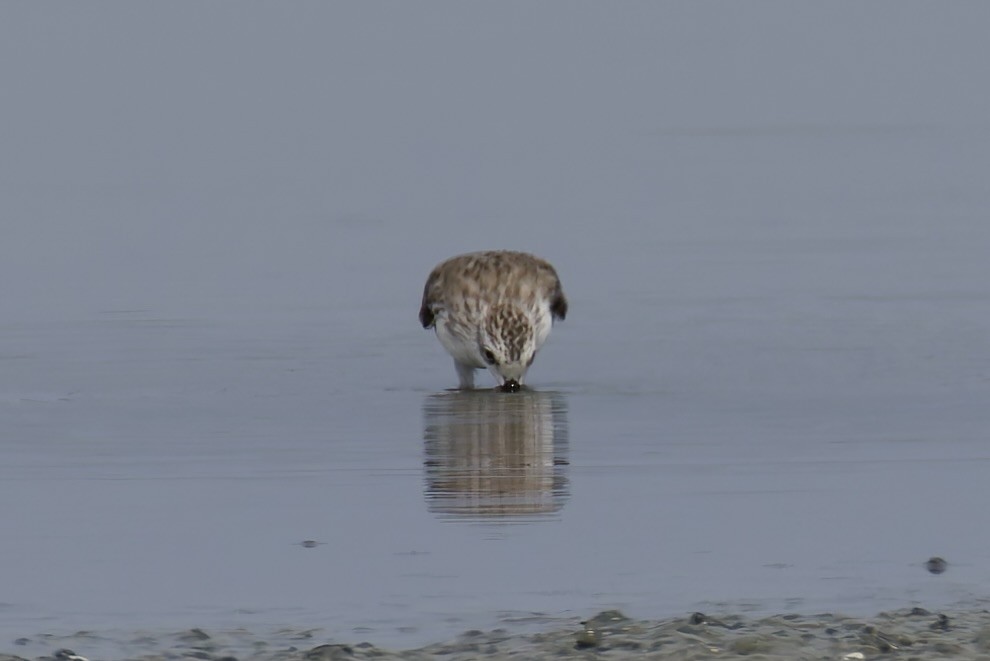 Spoon-billed Sandpiper - ML637975504