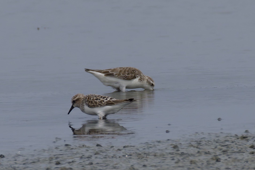 Spoon-billed Sandpiper - ML637975505