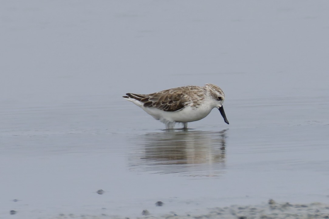 Spoon-billed Sandpiper - ML637975507