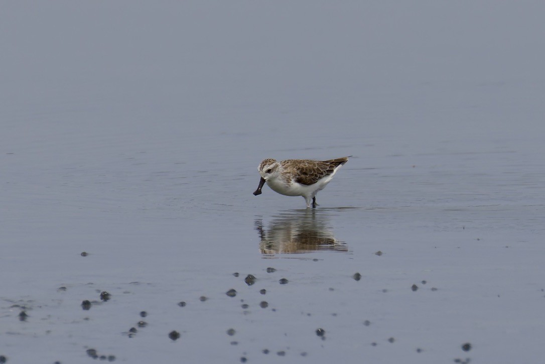Spoon-billed Sandpiper - ML637975508