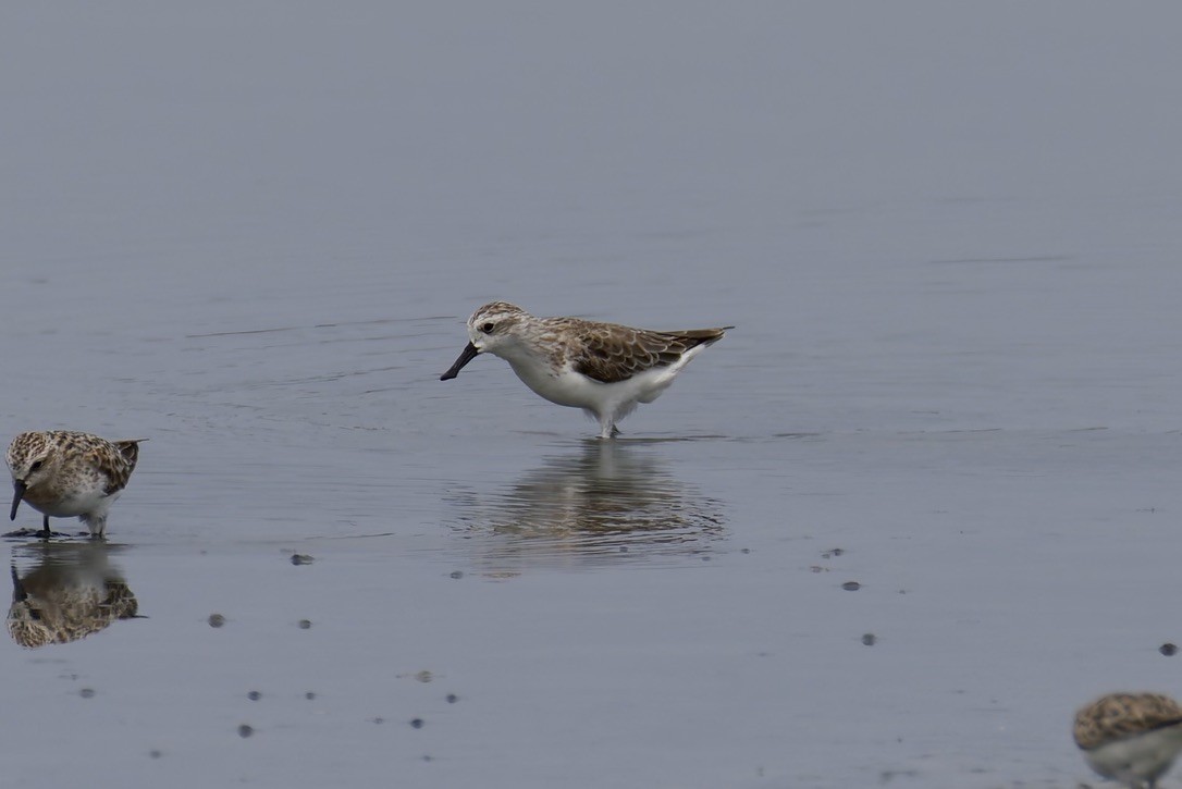 Spoon-billed Sandpiper - ML637975509