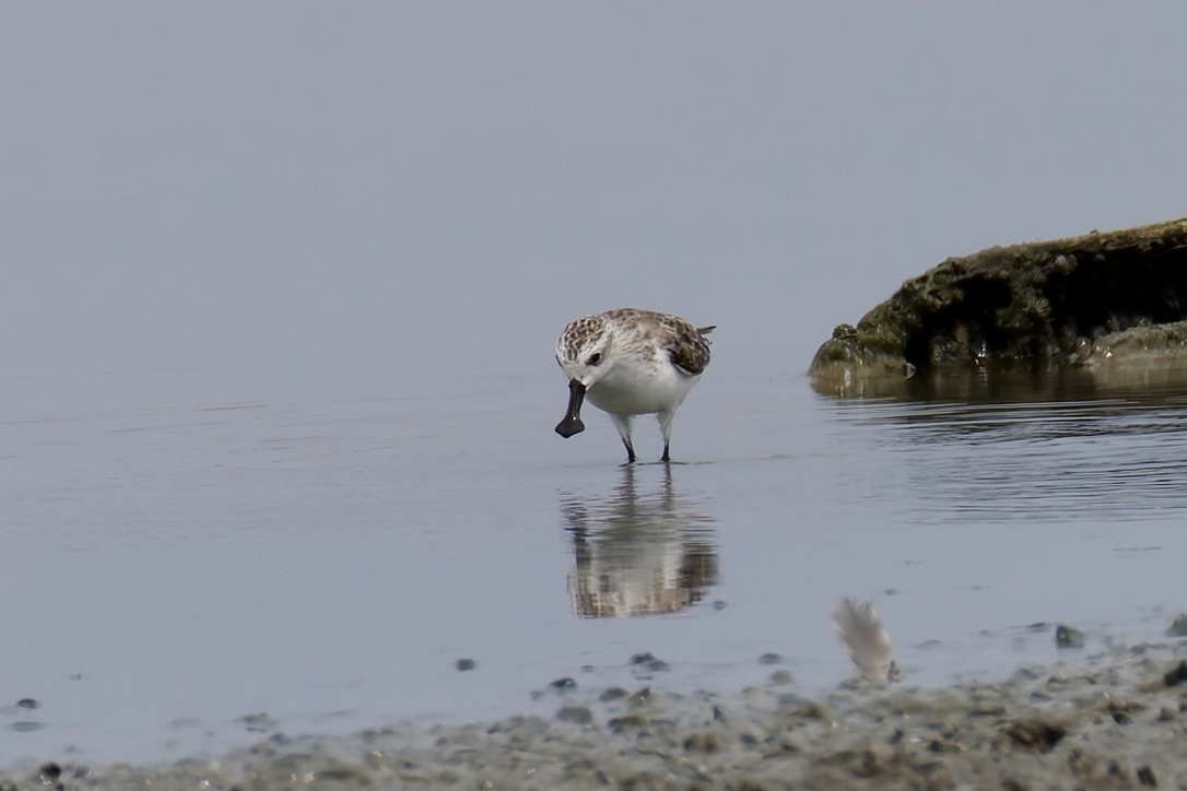 Spoon-billed Sandpiper - ML637975510