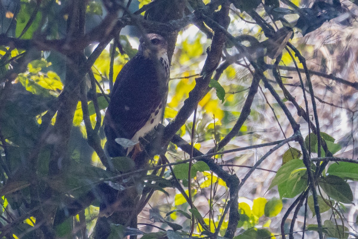African Goshawk - ML637975551