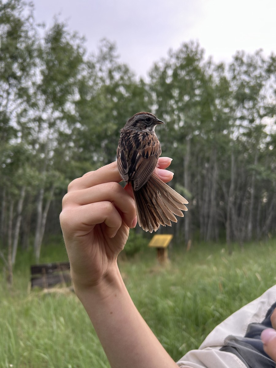 Swamp Sparrow - ML637975557