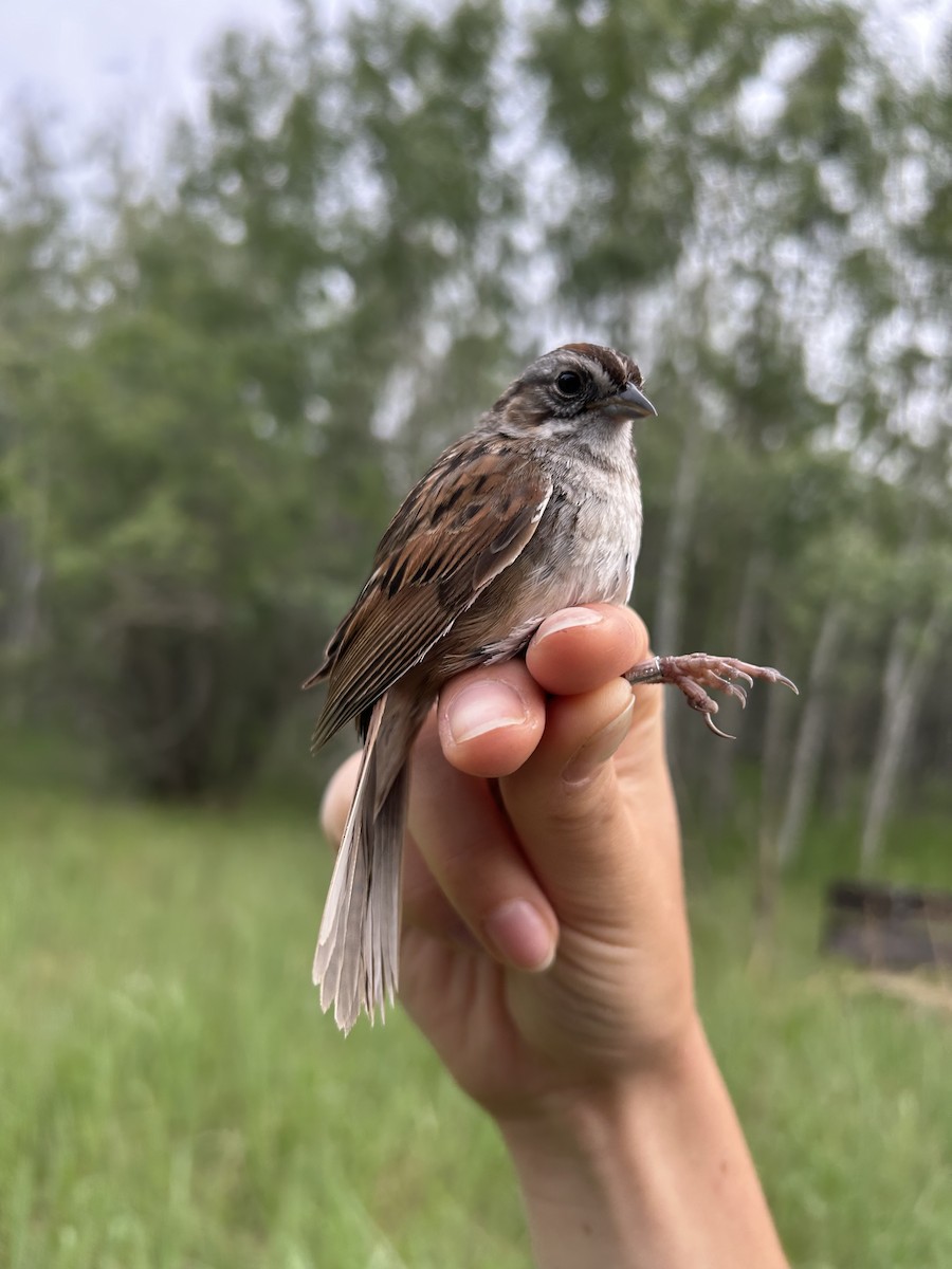 Swamp Sparrow - ML637975558