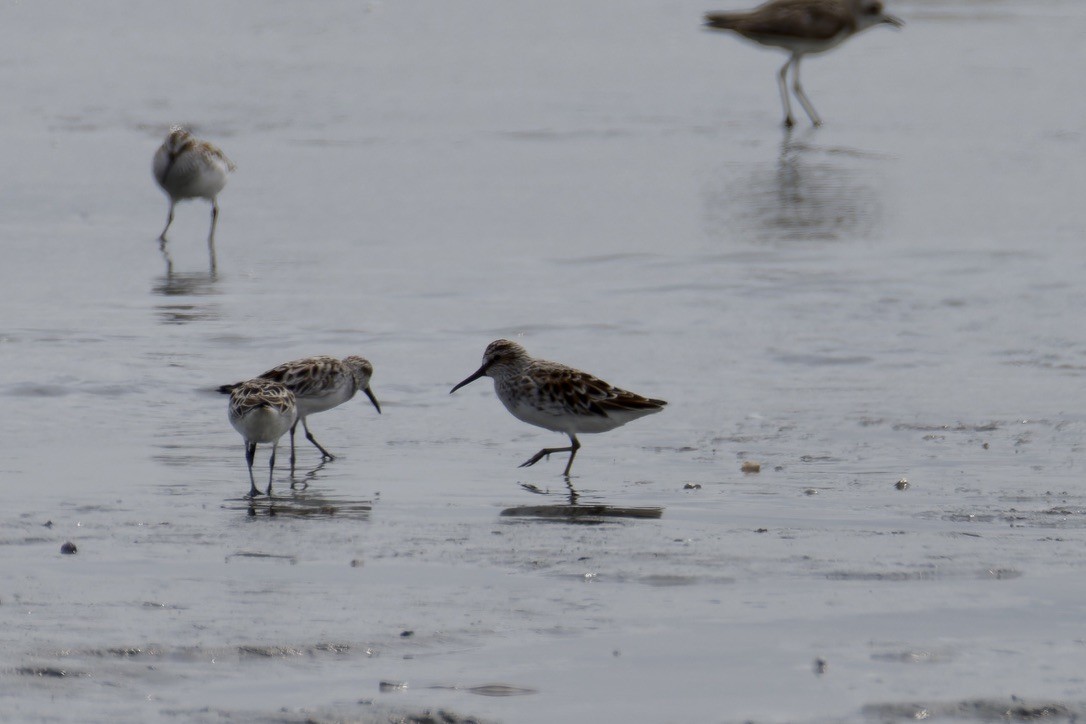 Broad-billed Sandpiper - ML637975559