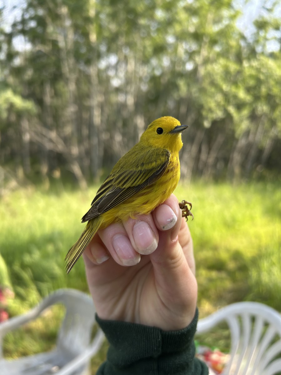 Northern Yellow Warbler - ML637975567