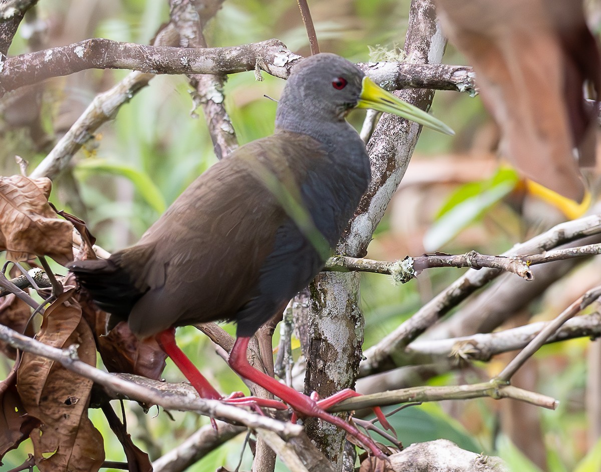 Blackish Rail - ML637975573